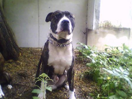 jako